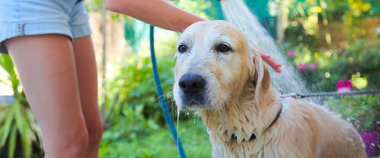 Outdoor Dog Bath