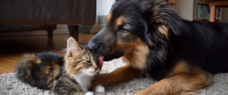 Why Is Your Dog Licking Your Kitten Like Crazy?