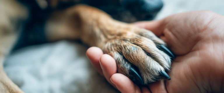 How to strengthen dog nails