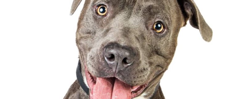 If you're looking for strong dog names for pitbulls, we've got you covered! These 100 ideas are every bit as mighty as the breed itself! Take a look!