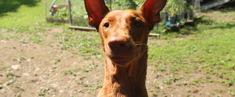 Best Dog Vitamins and Supplements for Optimal Health