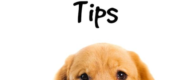 Worried about whether or not that bone Fido devoured in one sitting is going to hurt him? Check out our dog tip safety tips to keep your pooch in top shape!