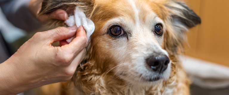 Ear mites - dog having it's ears cleaned