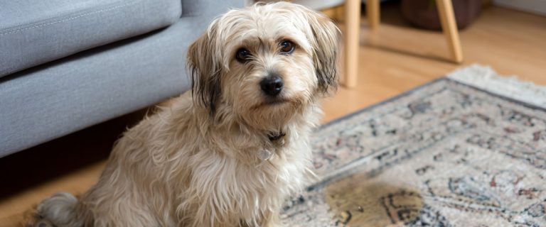 How to Get a Dog to Stop Peeing When Scared: Gentle Solutions That Work