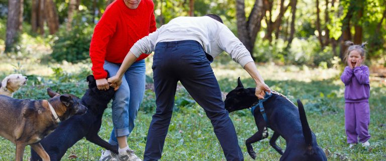 How to break up a dog fight