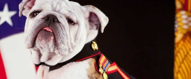 If you are searching for a patriotic name for your puppy, look no further. Here are 15 patriotic dog names that show your love for your country.