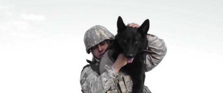 Looking for famous military dog names for your furry new patriotic pal? Check out 5 of our favorites, plus the meaning behind them!