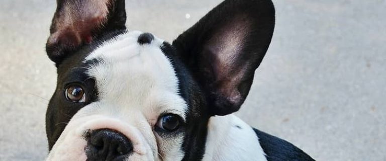 When you see these 3 cutest celebrity dogs on Facebook, you’ll know why they have millions of fans & followers! Take a look!