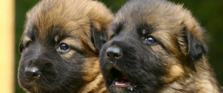 Need a name for your new hund? Check out 11 of the most adorable German girl dog names for your sweet welpe!