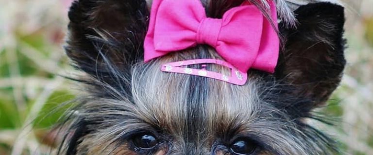 Think you go overboard with spoiling your pooch? These most pampered dogs in Hollywood will make you feel a little better! Check them out!