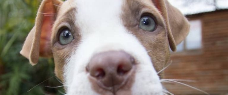 Pitties get a bad rep in so many ways, but these are the five biggest misconceptions about pit bulls. Check them out and help educate others about the breed!