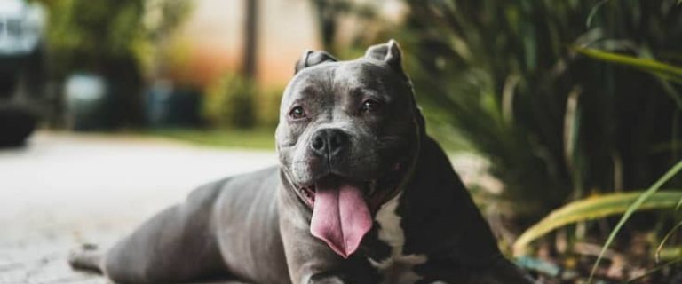 What is the difference between blue nose and red nose pit bulls? You might be surprised by the answer! Check it out!