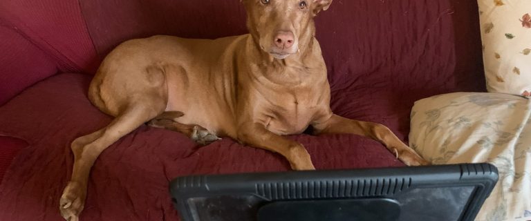 Dutch Online Vet Review F