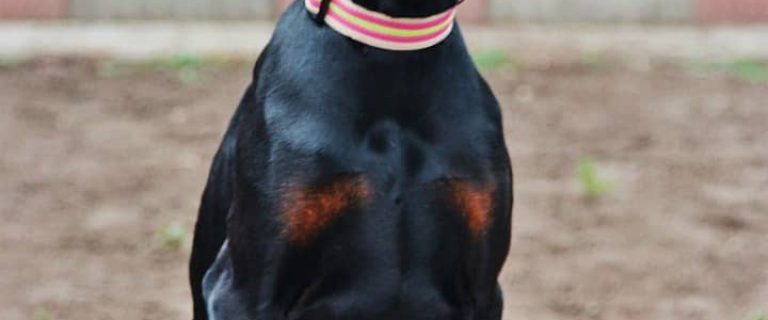 Do ear cropping and tail docking serve any real purpose, aside from achieving a certain look? Are they ever really medically necessary? Find out!