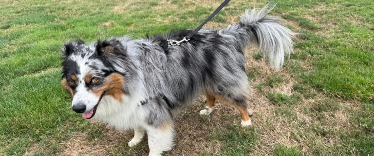 How the Easy Walk Comfort No-Pull Dog Harness Turned Walks with Olive into a Breeze