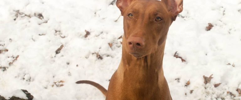 Freya the Pharaoh Hound, one of the rarest dog breeds