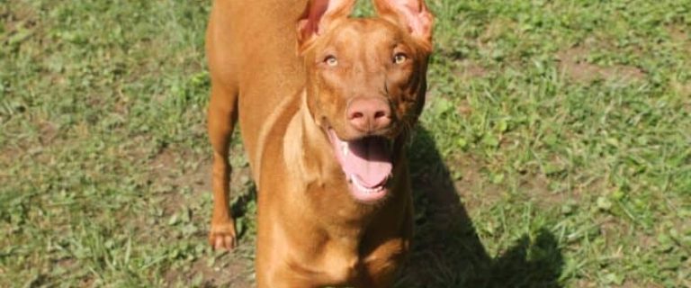 Pharoah Hound
