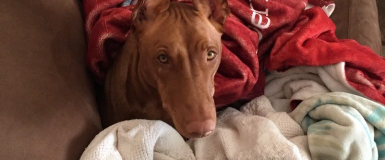 How to Create a Dog-Friendly Apartment