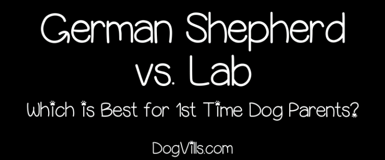 Which dog is the best for first-time owners, a German Shepherd or Labrador? If you've narrowed your choices down to these two popular dogs, read on to find out which we'd choose for first-timers!