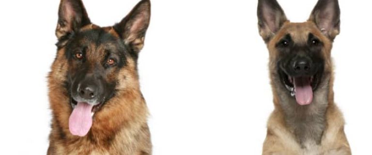 Do German Shepherds and Belgian Malinois descend from each other, or is it just a coincidence that they look the same? Explore the answer and learn all about these two popular dog breeds!