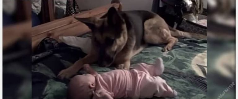 This adorable compilation of German Shepherds playing with and protecting babies shows why they're such amazing family dogs!