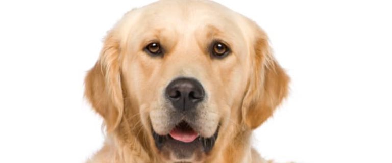 On the hunt for some clever Golden Retriever dog names? Then you'll love our list! Check out 100 adorable ideas that we love!