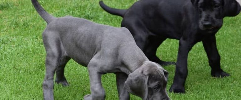 Worried that your pup is one of the dog breeds at risk for bloat? Learn which breeds are the highest on that list and what you can do to keep them safe!