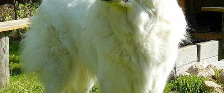 Great Pyrenees dogs make perfect family pets for almost any situation. Great Pyrenees dogs are loving, loyal, and low energy, making them quite adaptable.