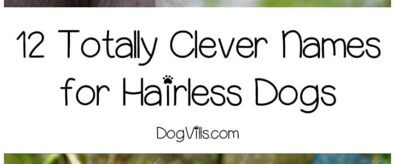 We had so much fun coming up with these names for hairless dogs! If you've recently adopted a Chinese Crested, Xoloitzcuintli, or one of the other hairless breeds, take a peek at what we've come up with for clever names!