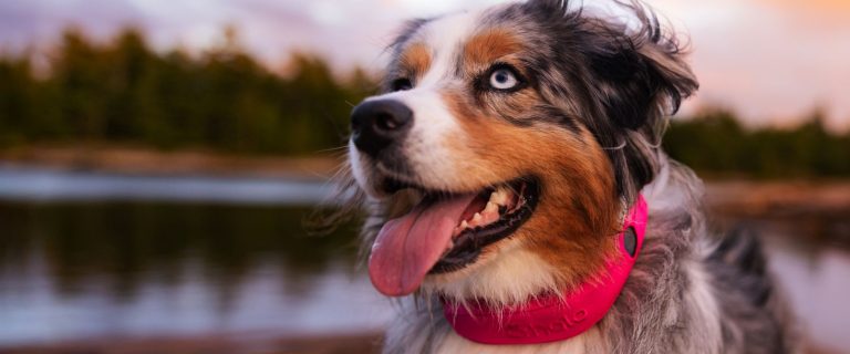 Halo Collar 5 Launches: Longer Battery, Faster GPS, and New Health Tracking