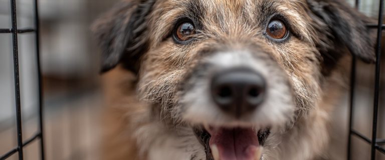 How to Housebreak an Older Dog Fast (Yes — It Can Be Done!)