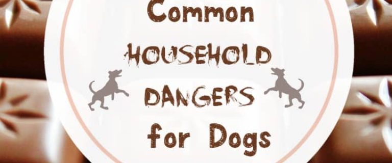 Many common household dangers for dogs come as a surprise to their pet parents. Knowing what they are can prevent tragedy from striking your canine pal.