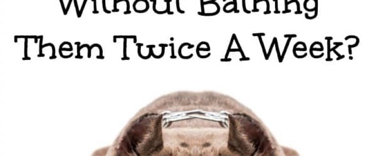 Wondering how to keep your pit bull smelling fresh without bathing them twice a week? Check out our tips for keeping any dog smelling clean!