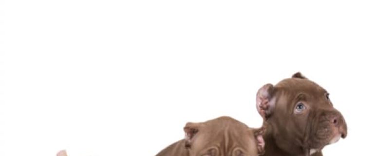 Wondering how to include your pitbull puppy in your wedding? Check out our fun tips to make your canine companion a part of your special day!