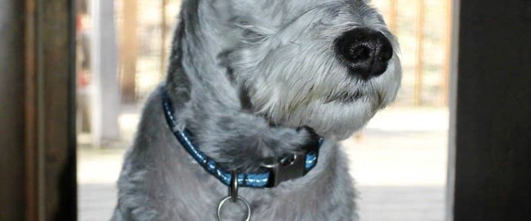 If you're looking for a hypoallergenic dog to do agility, then look no further. There are a few hypoallergenic dog breeds that are great for agility.