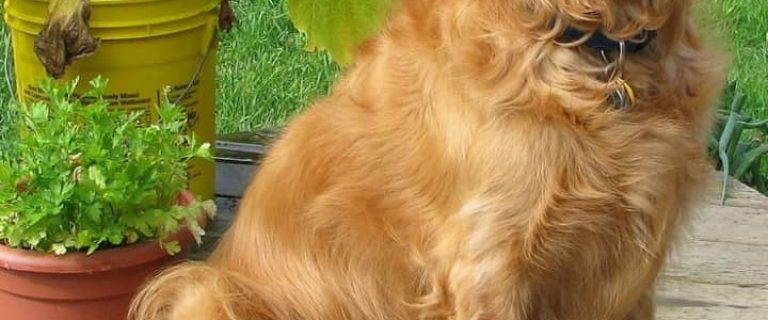 Is it possible to find a hypoallergenic Golden Retriever? By the normal definition of hypoallergenic dog, not really. But they have other great qualities!