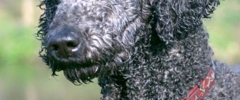 Wondering which breeds make the best hypoallergenic service dogs? Check out our thoughts on which of the large-breed allergy-free dogs are the best!