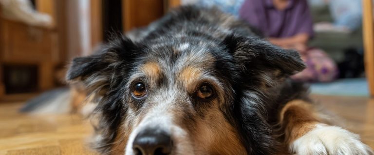 What Are the Chances That an Indoor Dog Contracts Heartworm?