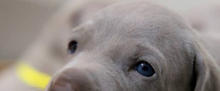 Are you wondering if it’s bad to hold newborn puppies too much? Worried mom will reject them? Read on for a few guidelines that will help you out!