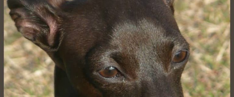When considering an Italian Greyhound rescue, there are a few things you should know. Breed traits are important facts for Italian Greyhound rescue.