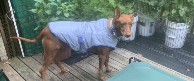 Best Cooling Vests for Dogs