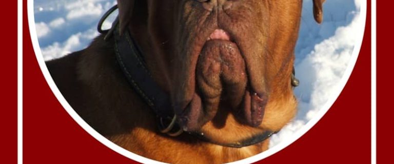 Looking for the perfect large dog breed for your family? Check out facts about the Bullmastiff and see if it's the right family dog for you!