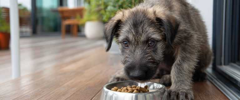Best Large Breed Puppy Food for Growth, Joint Health, and Digestion