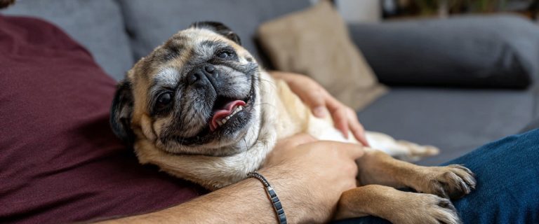 Best ESA Letter Services: 5 Legitimate Options for Getting an Emotional Support Animal Letter