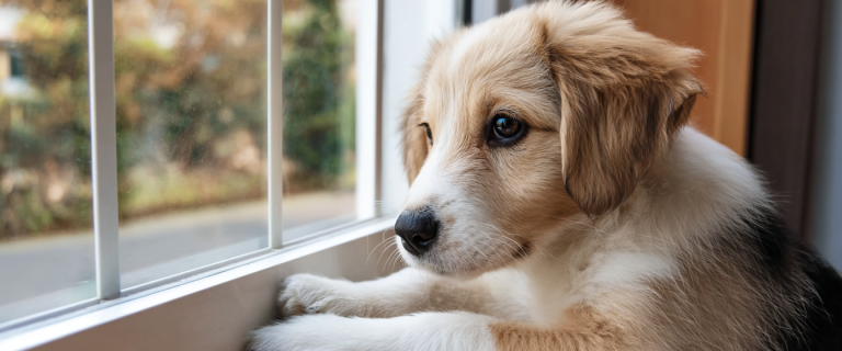 6 Essential Tips for Leaving a Puppy Alone During the Day (Without the Guilt Spiral)