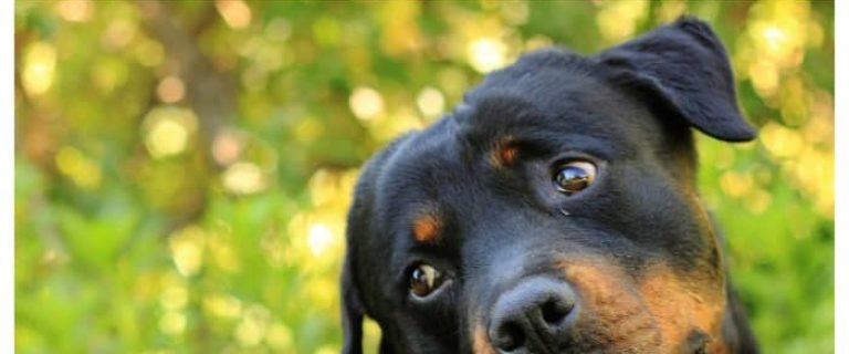 Living with a Rottweiler is no more dangerous than living with any other large dog breeds. Check out everything you need to know about life with this dog!