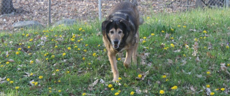 Metlife pet insurance review