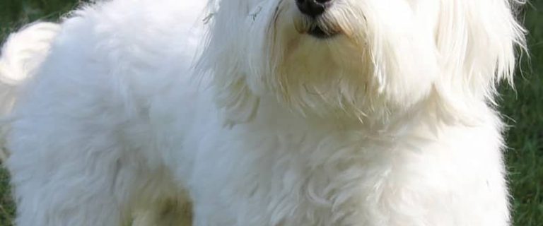 Looking for a small breed dog that may be perfect for your family? Check out everything you need to know about the Maltese & see if he’s right for you!