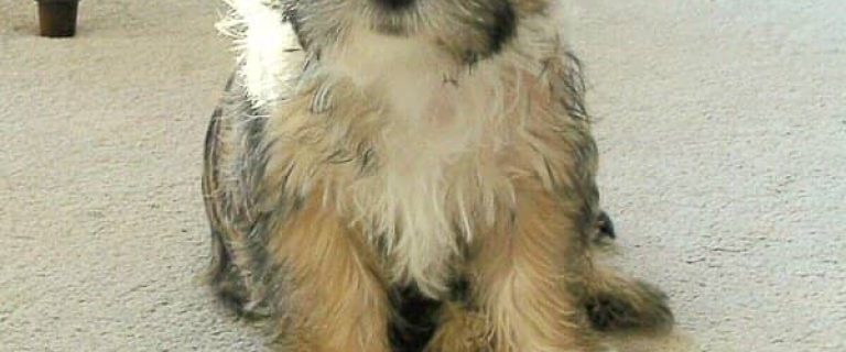 There are some small hypoallergenic dogs that can get extra dirty. One of the hypoallergenic dogs that tends to get dirty and stinky is the Cairn Terrier.