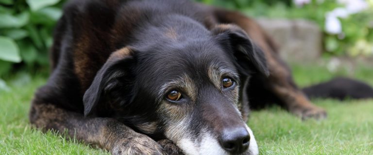 Natural Remedies for Arthritis in Dogs That Actually Help Ease Pain